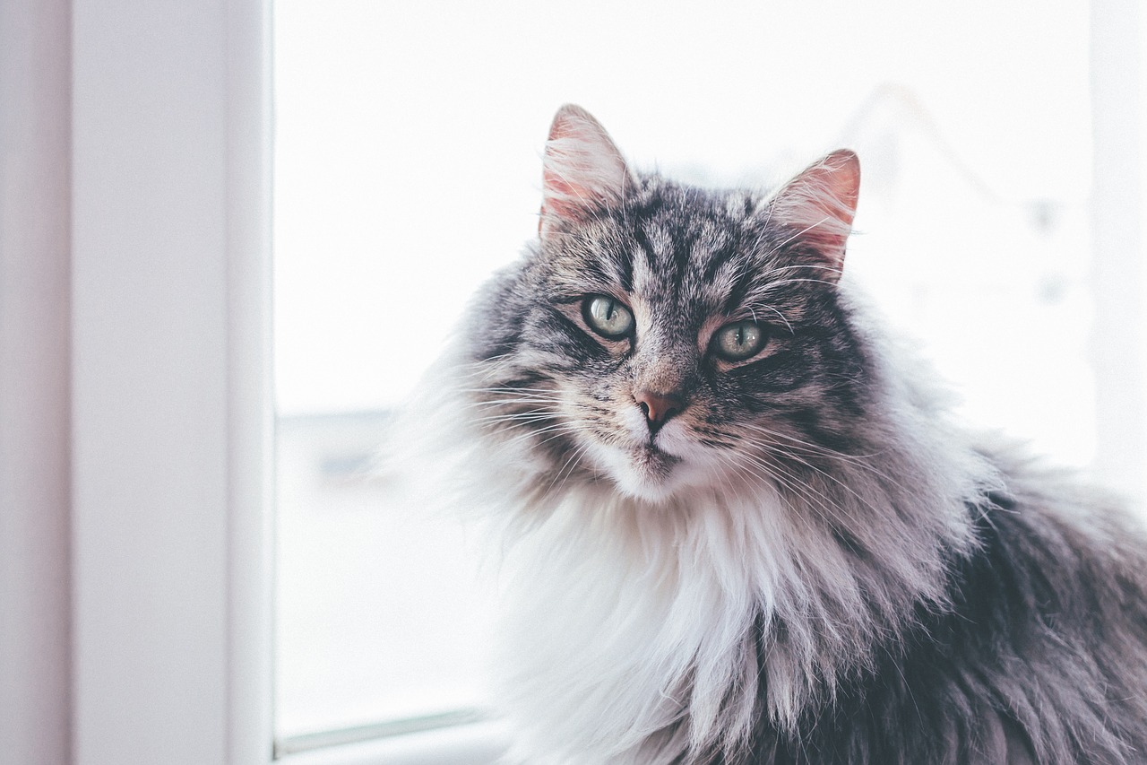 Image - cat animal pet fur pane window