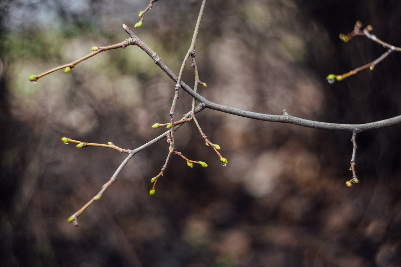 Image - stem plant nature bokeh blur