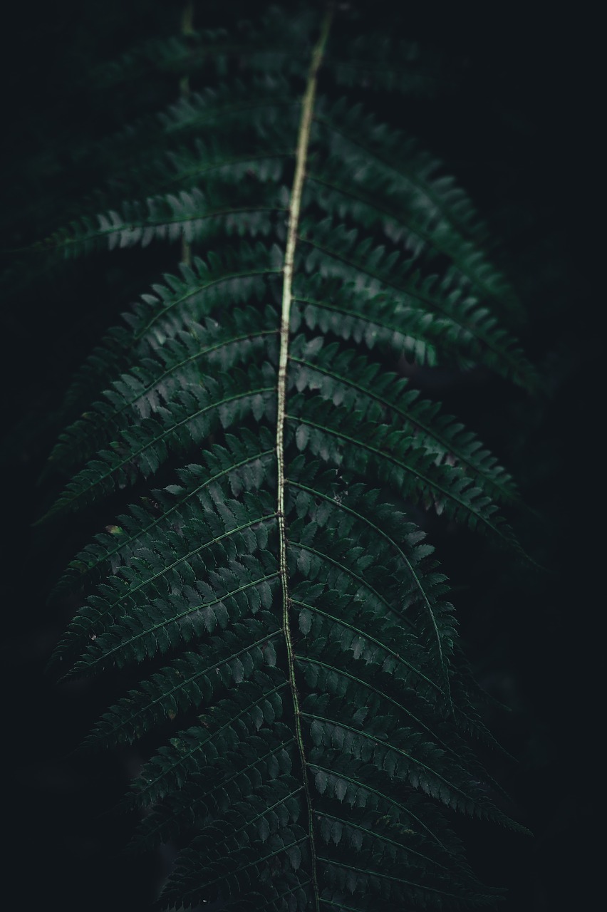 Image - fern green leaf plant