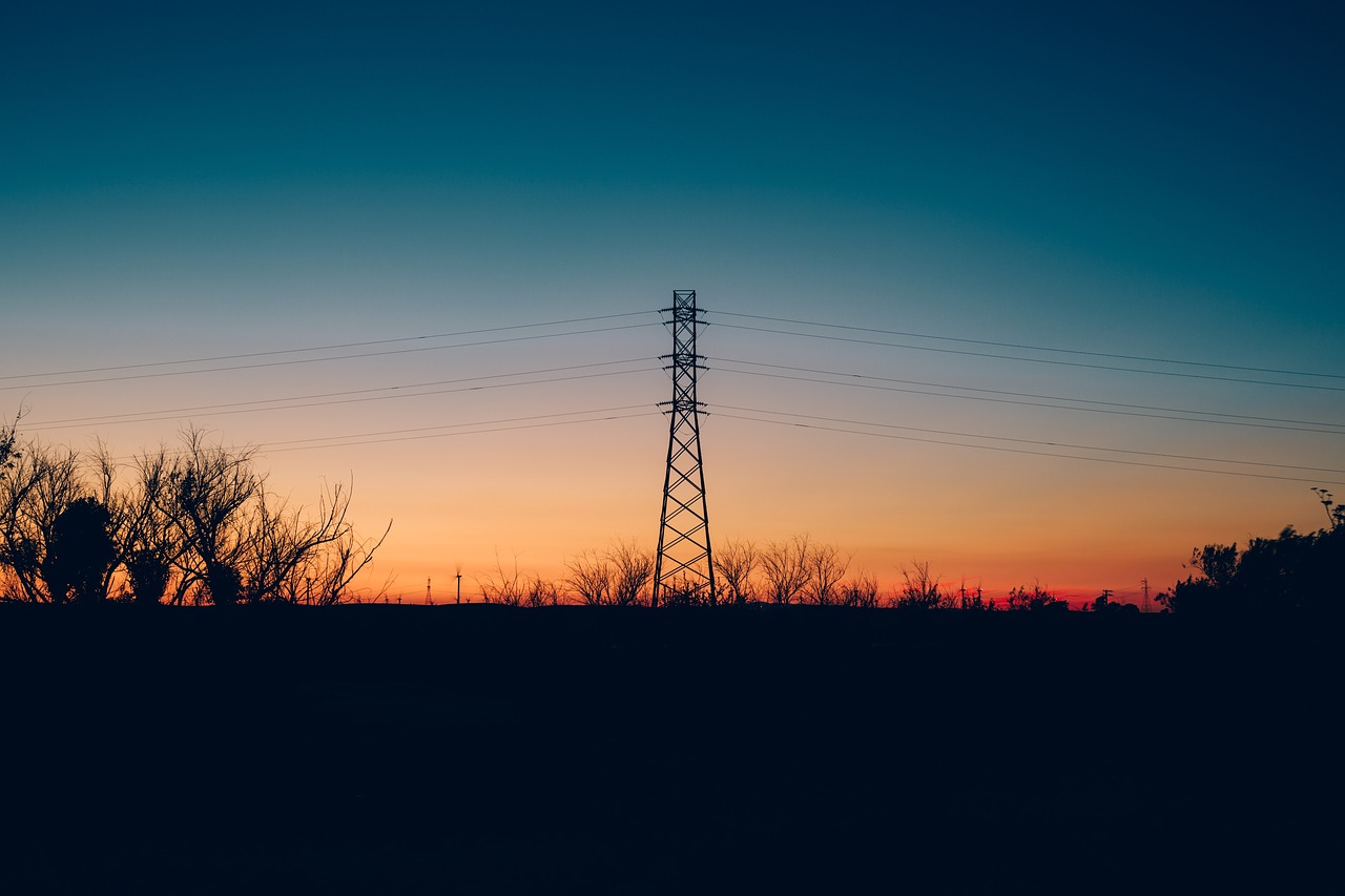 Image - tree plant branch dark sunset sky