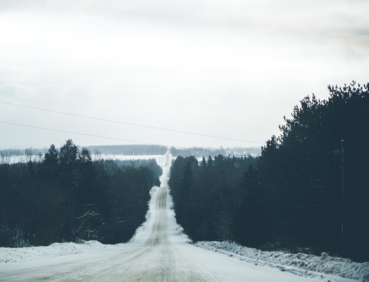 Image - trees plant nature forest snow