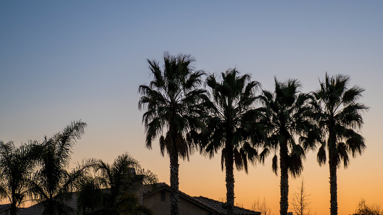 Image - palm coconut tree nature outdoor