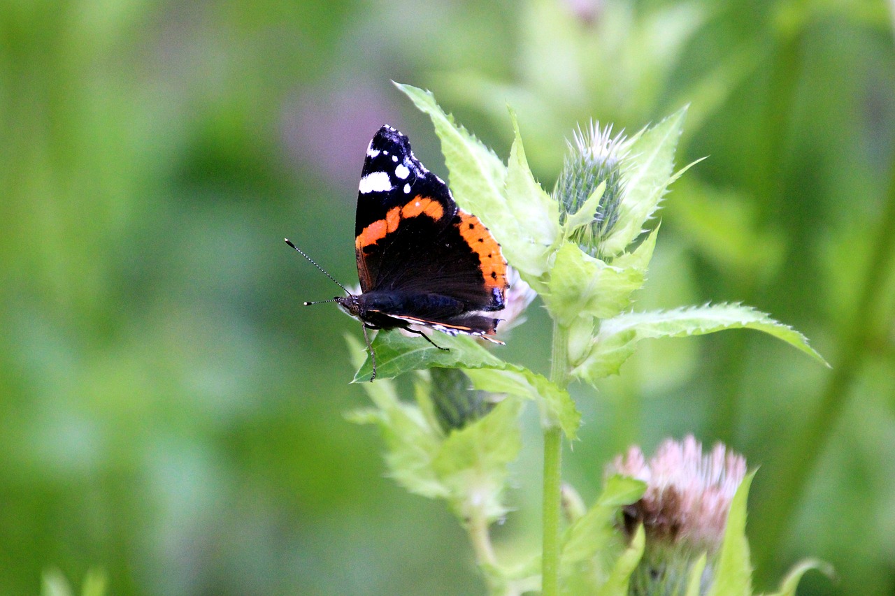 Image - butterfly nature atalanta thistle