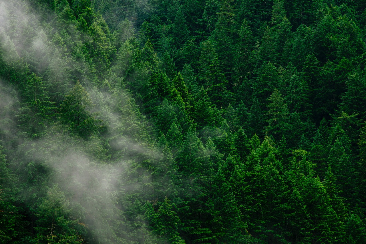 Image - trees fog forest green nature