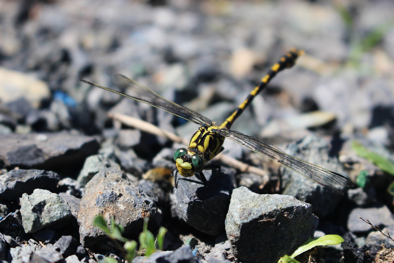 Image - dragonfly nature insect pierre