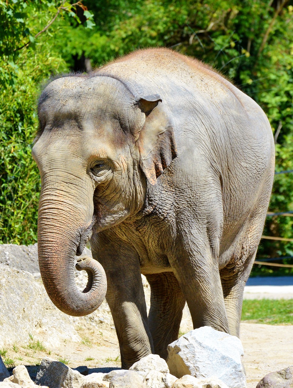 Image - elephant pachyderm