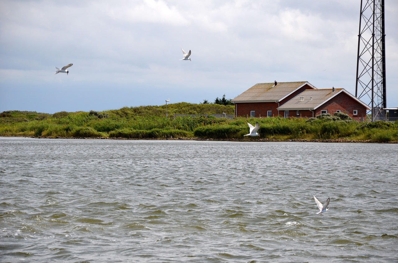 Image - denmark nissum fjord birds fjord