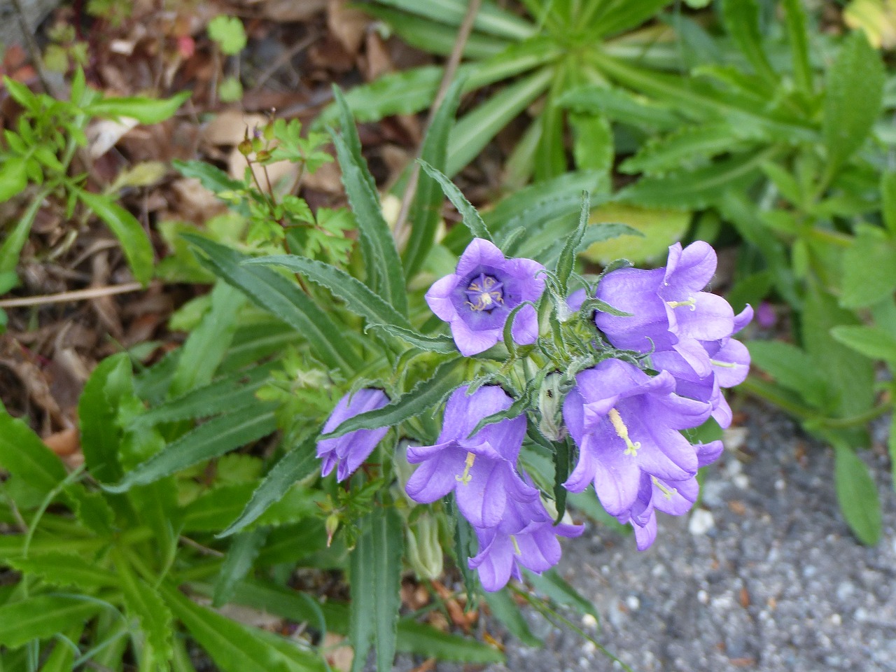 Image - campanules flowers nature flowering