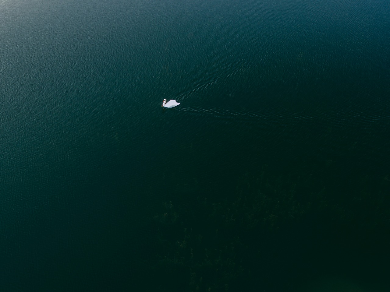 Image - nature aerial swan duck bird swim