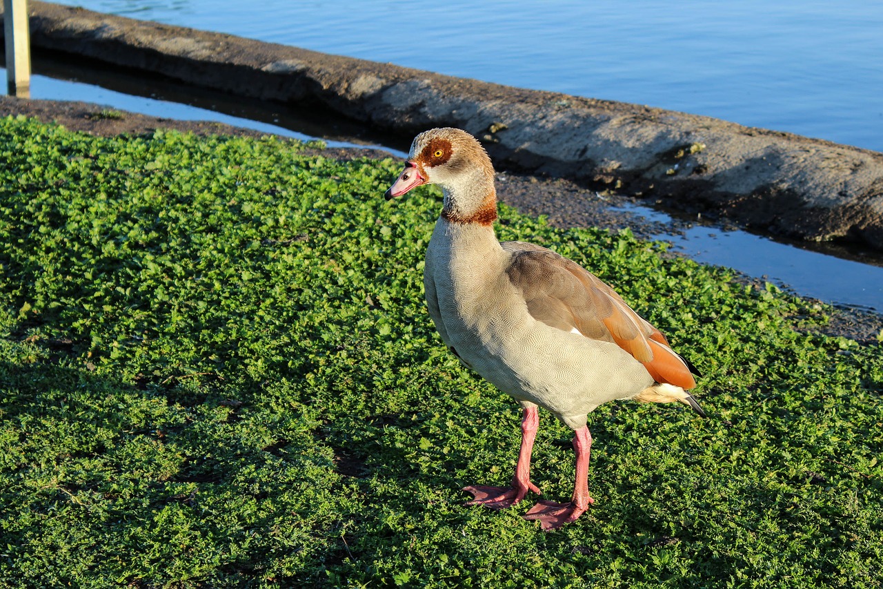 Image - egyptian geese bird nature grass