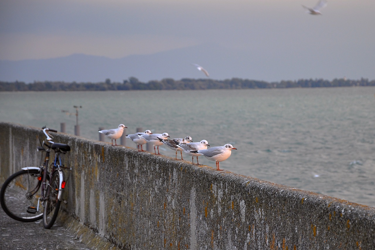 Image - nature landscape bicycle bike bird