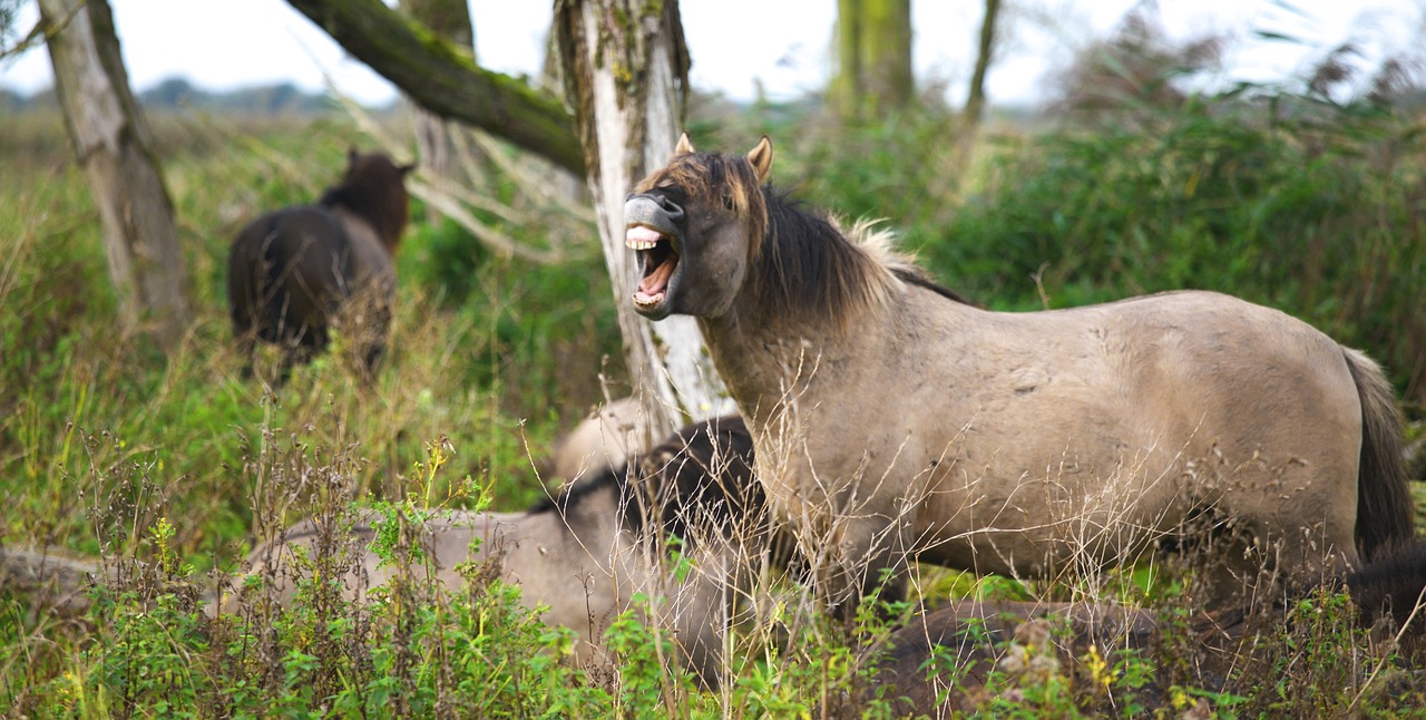 Image - horse animal brown grassland