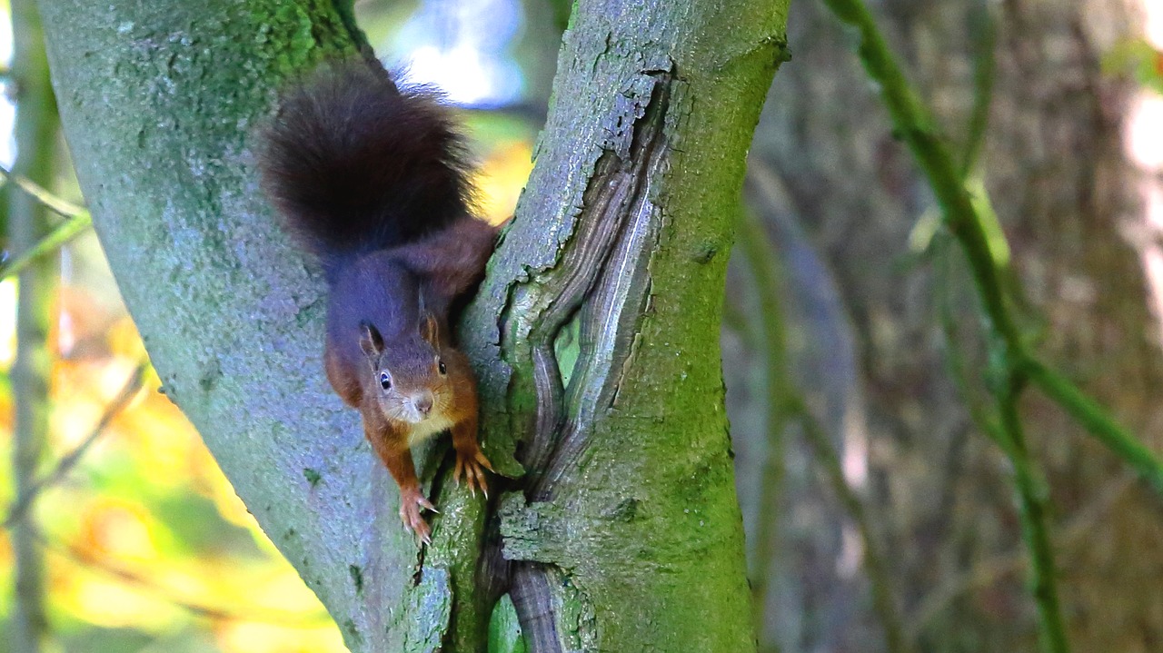Image - squirrel animal trees nature green