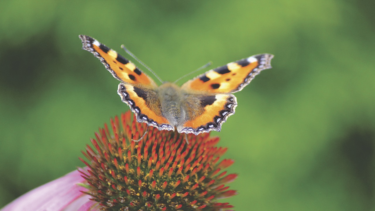 Image - butterfly moth insect macro