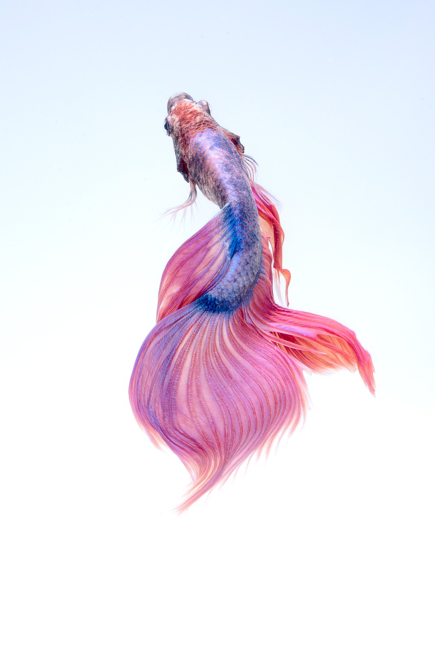 Image - fish underwater red betta aquarium