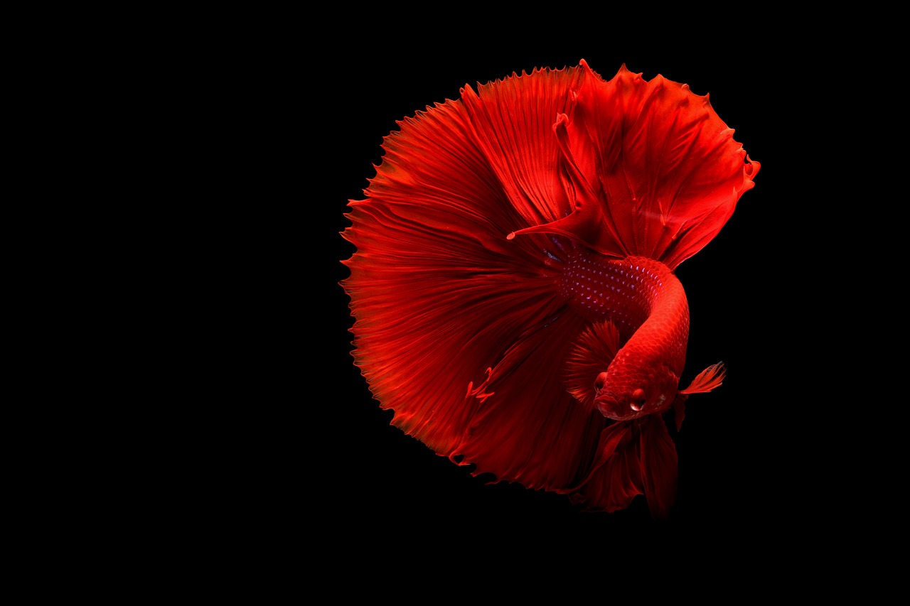 Image - fish underwater red betta