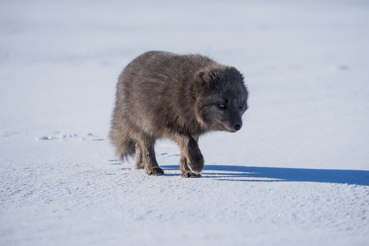 Image - dog puppy animal cute shadow pet