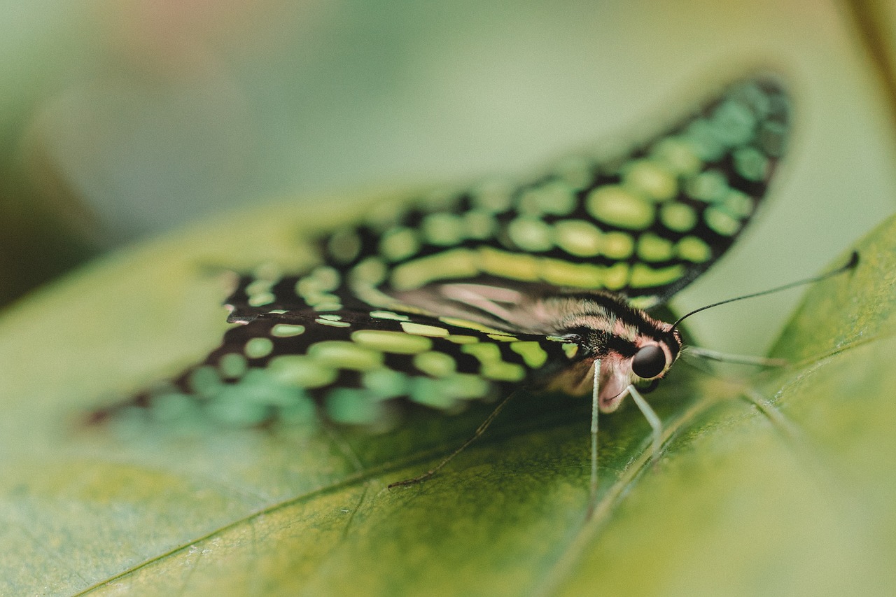 Image - butterfly moth insect macro