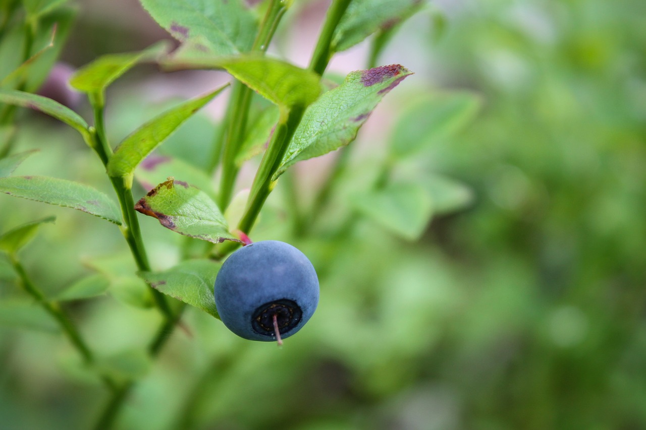 Image - blueberry fruit crop juice food