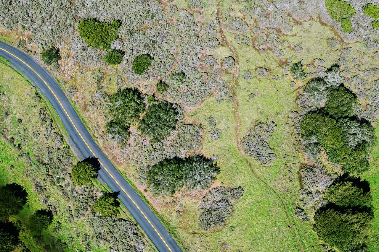 Image - tree plant nature green grass