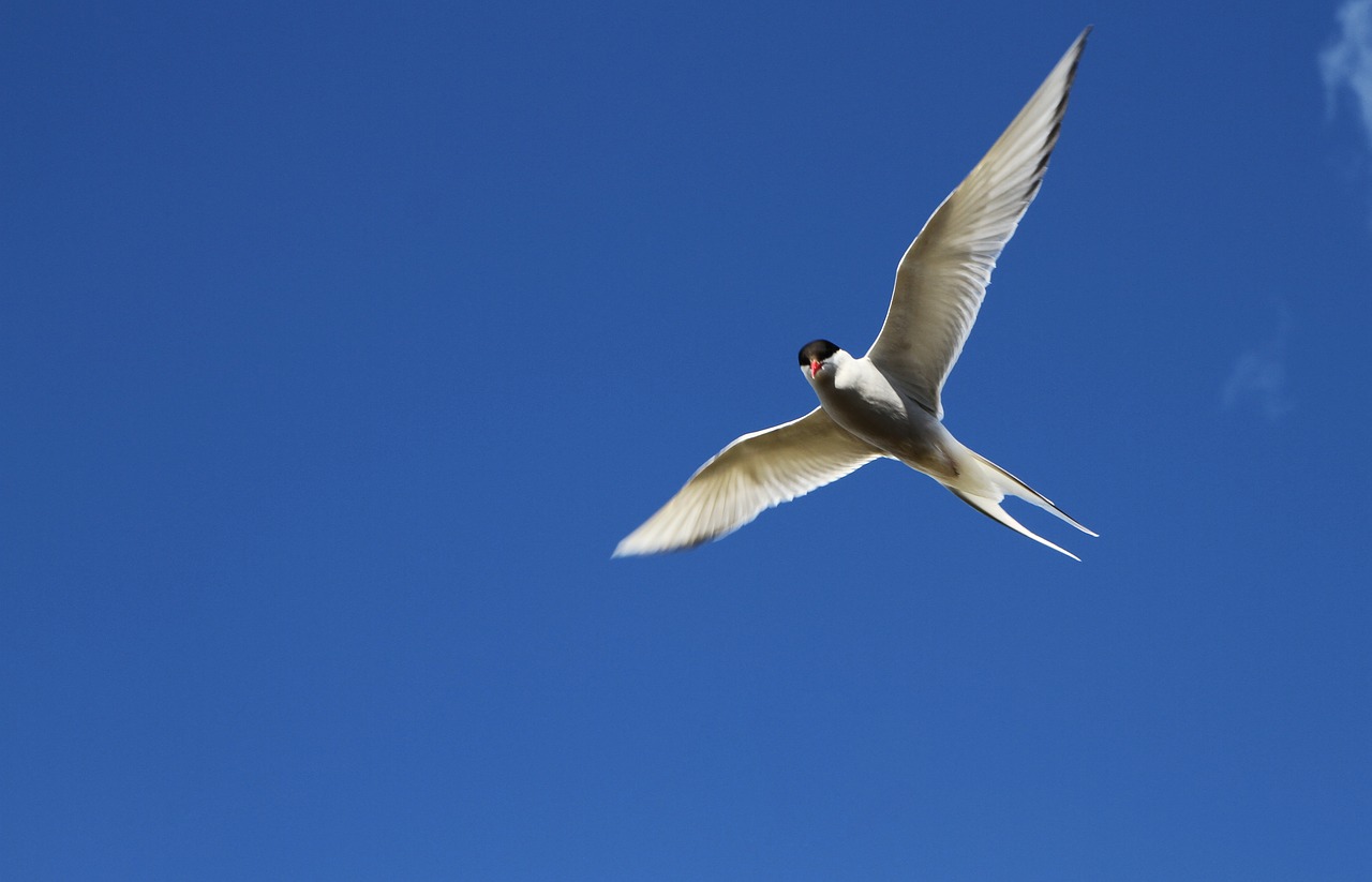 Image - arctic tern tern bird flight