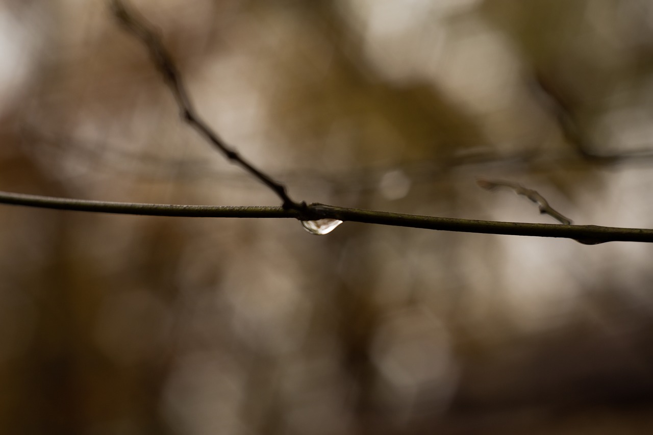 Image - branch water drop bokeh