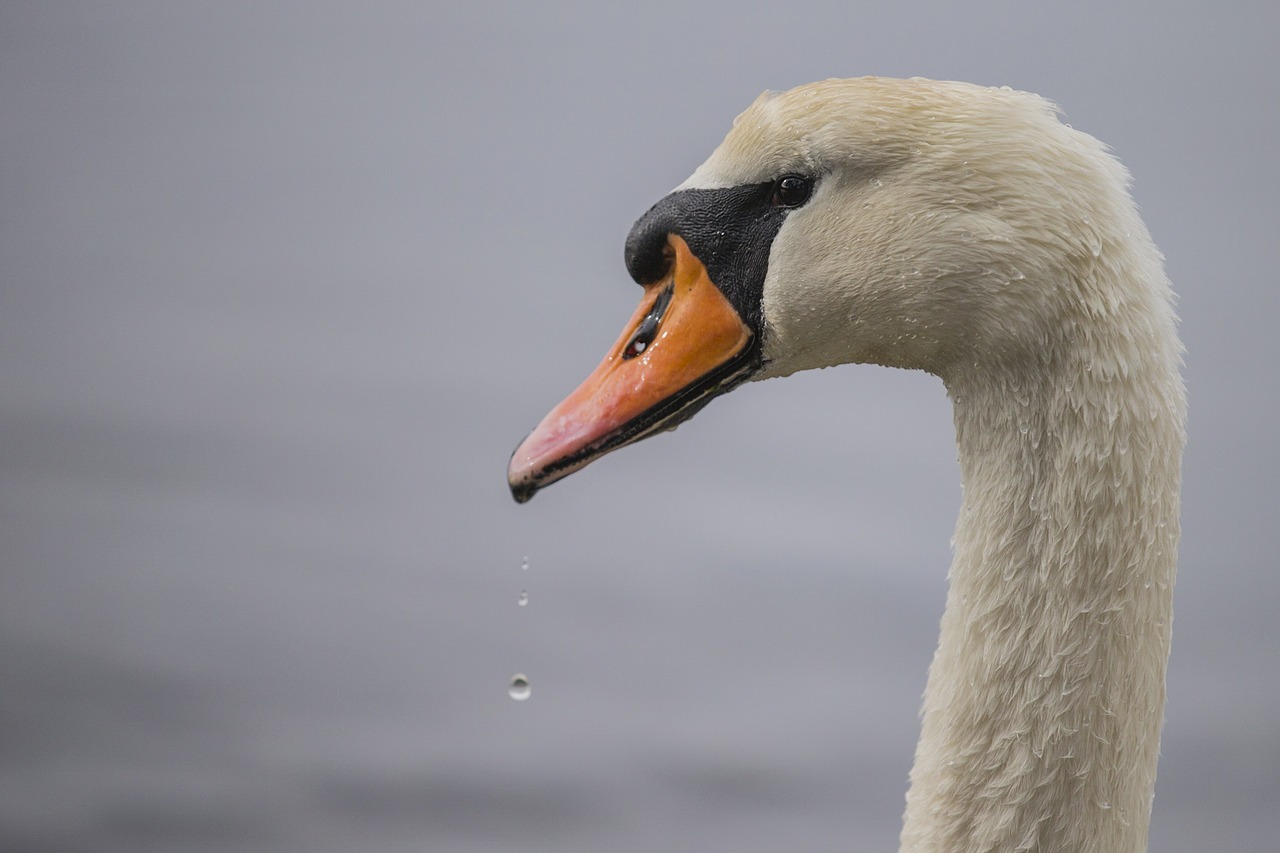 Image - swan beak white eyes bird water