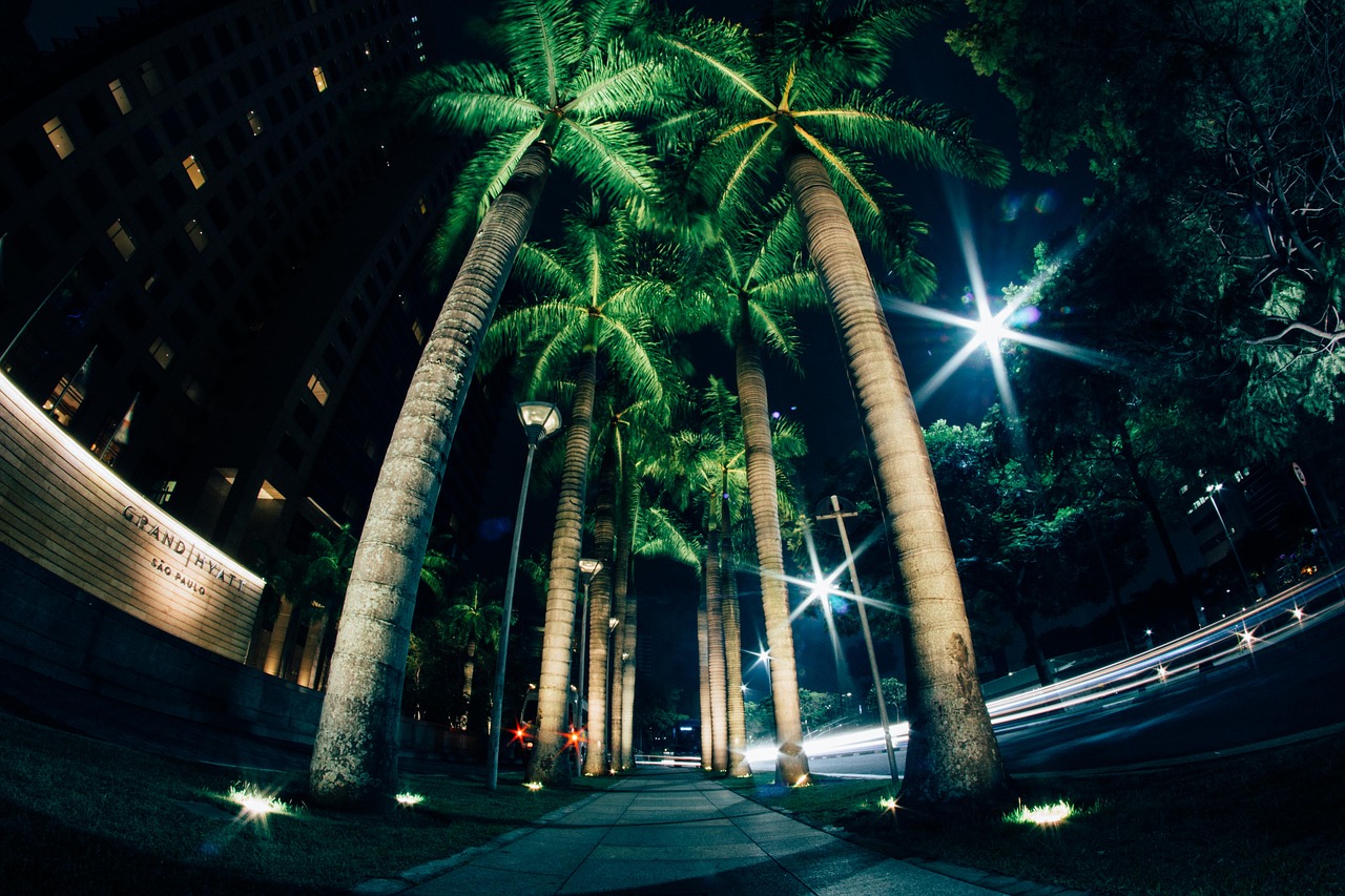 Image - tree coconut nature dark night