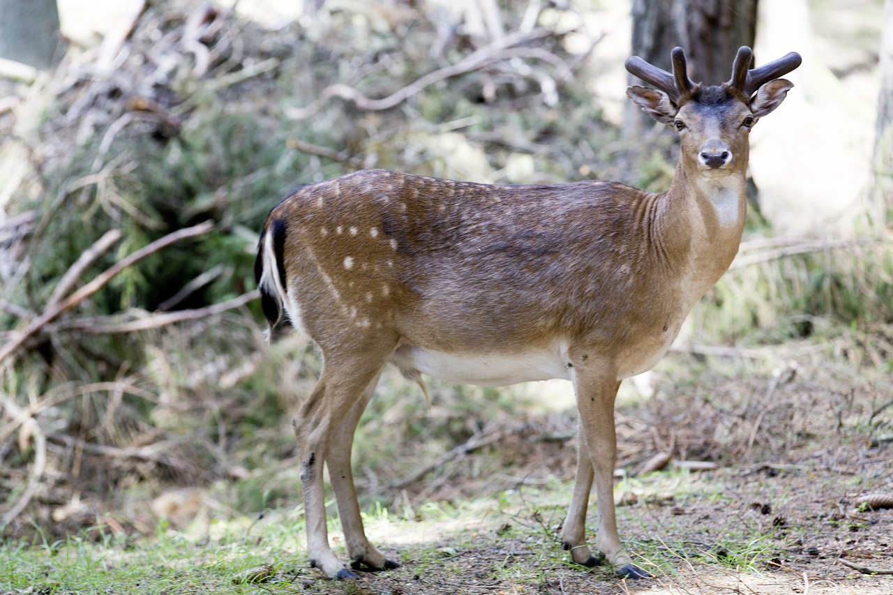 Image - deer animal horn wildlife forest