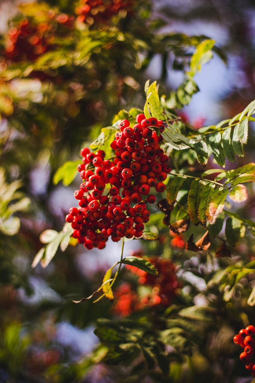 Image - red fruit green leaf plant