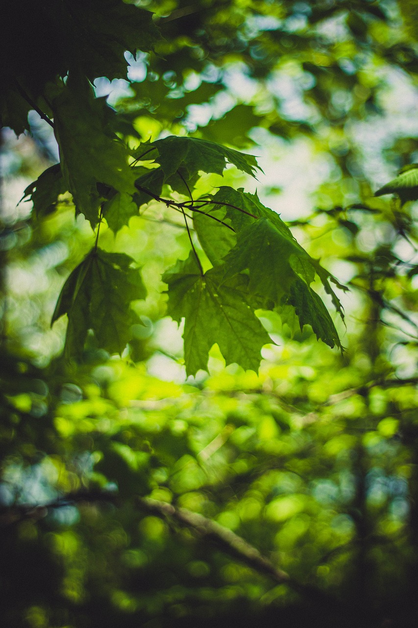 Image - green leaf tree plant nature blur