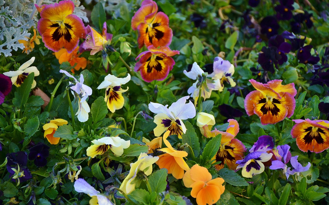 Image - pansy flower natur floral summer