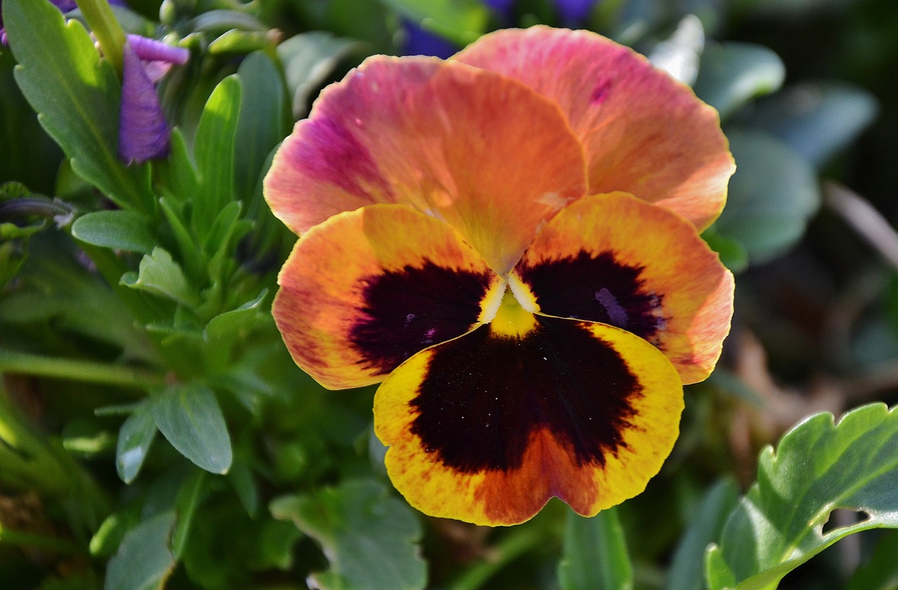 Image - pansy flower natur floral summer