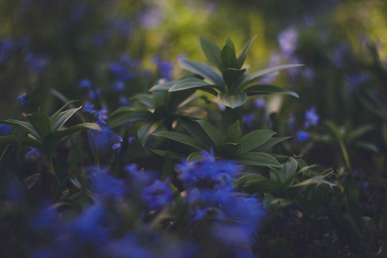 Image - green leaf plant nature blur farm