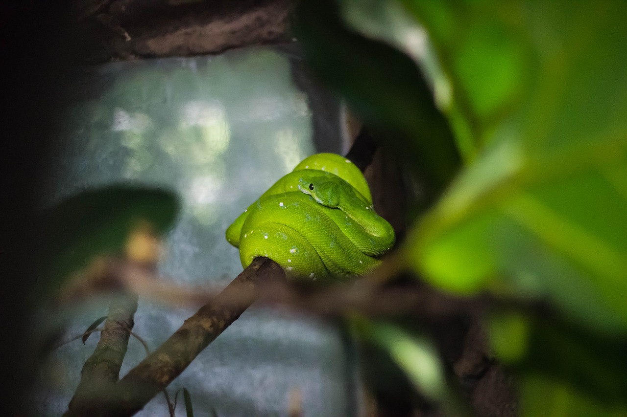 Image - green snake reptile nature forest