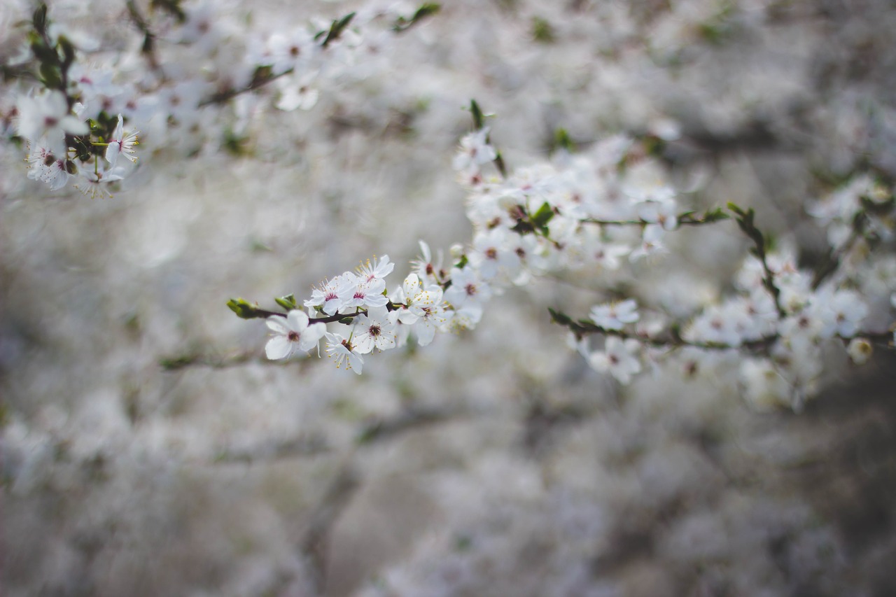 Image - white flower bloom bokeh blur