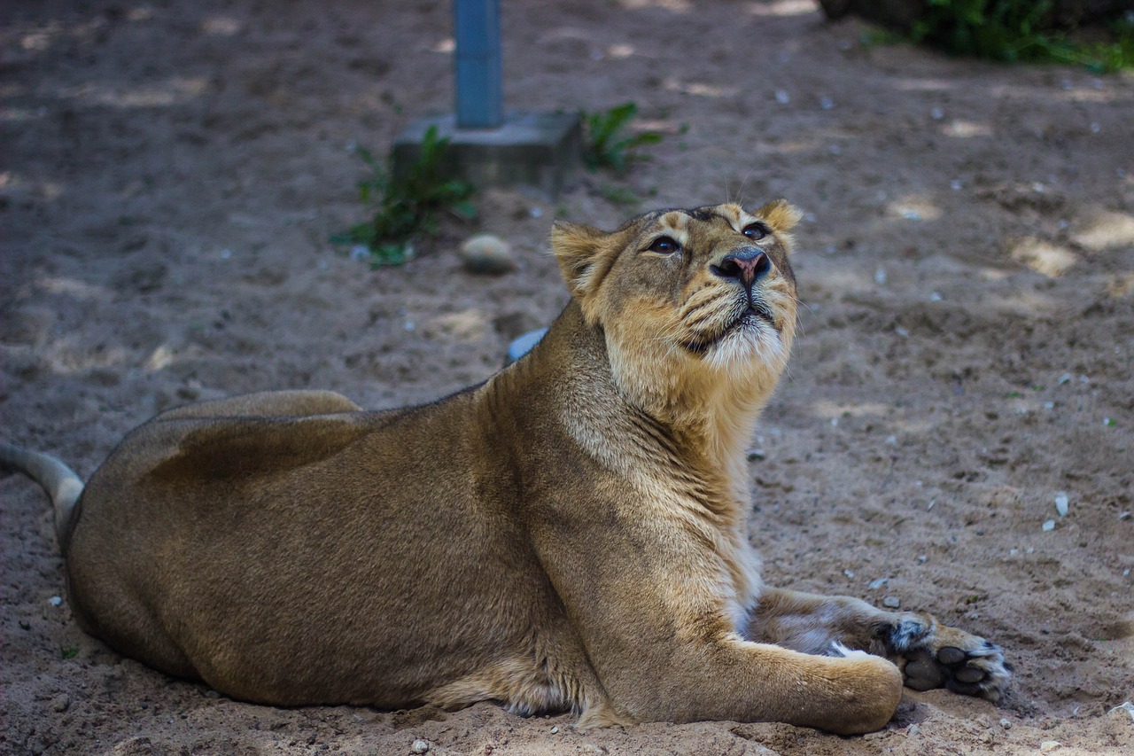 Image - lion wildlife nature ground sand