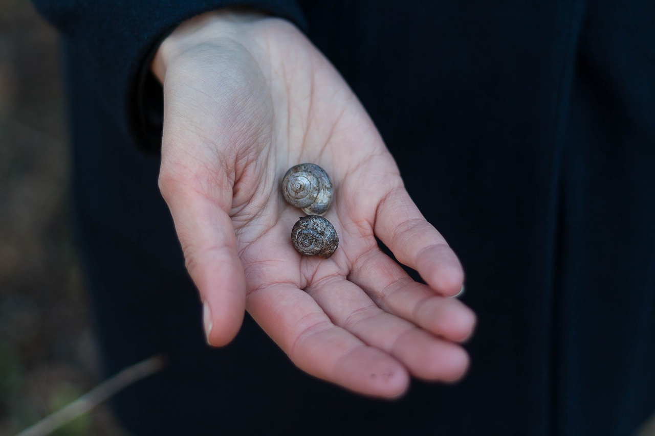 Image - dark blur hand palm snail