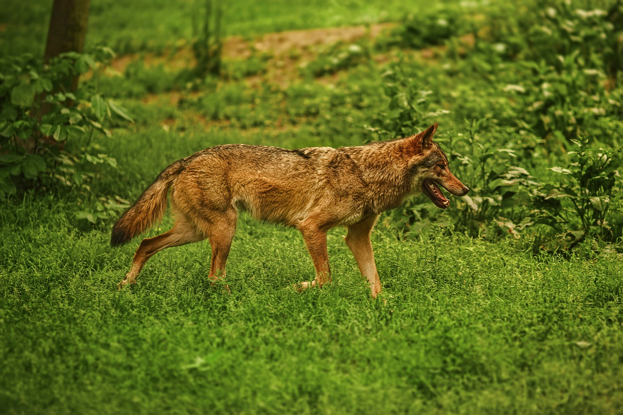 Image - dog animal german sheperd mammal