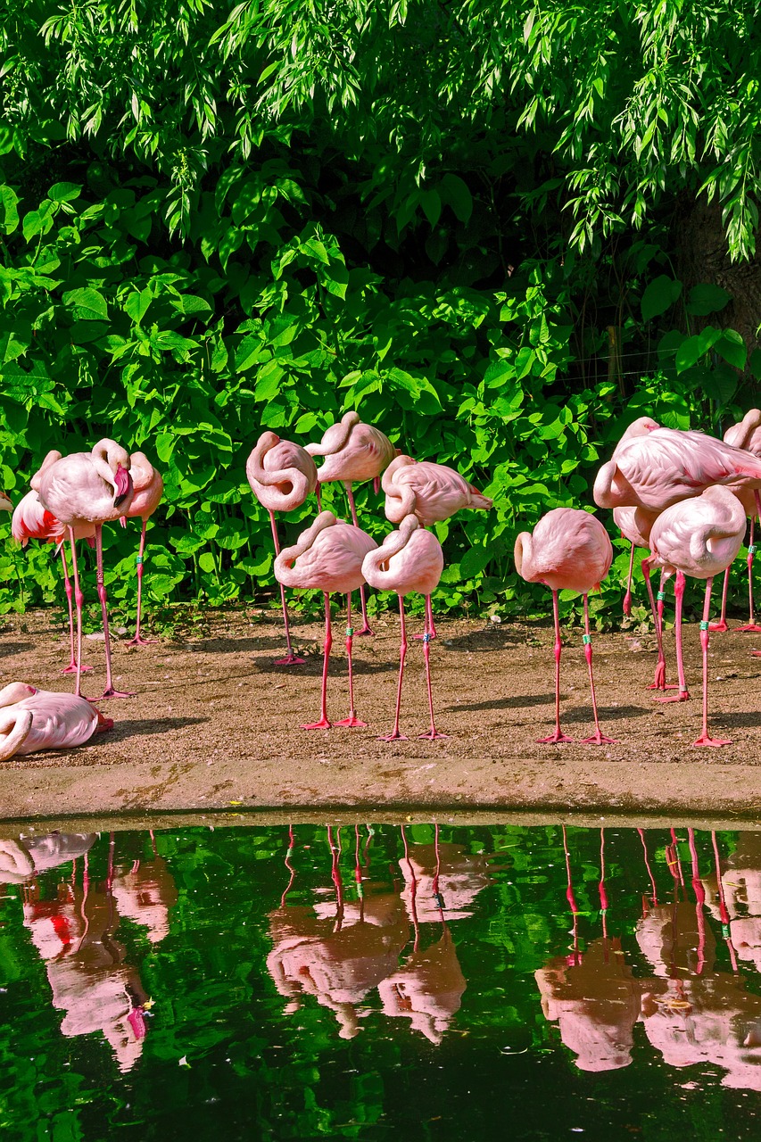 Image - flamingo beak pink bird water