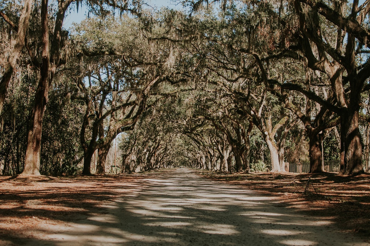 Image - nature landscape trees road leaves