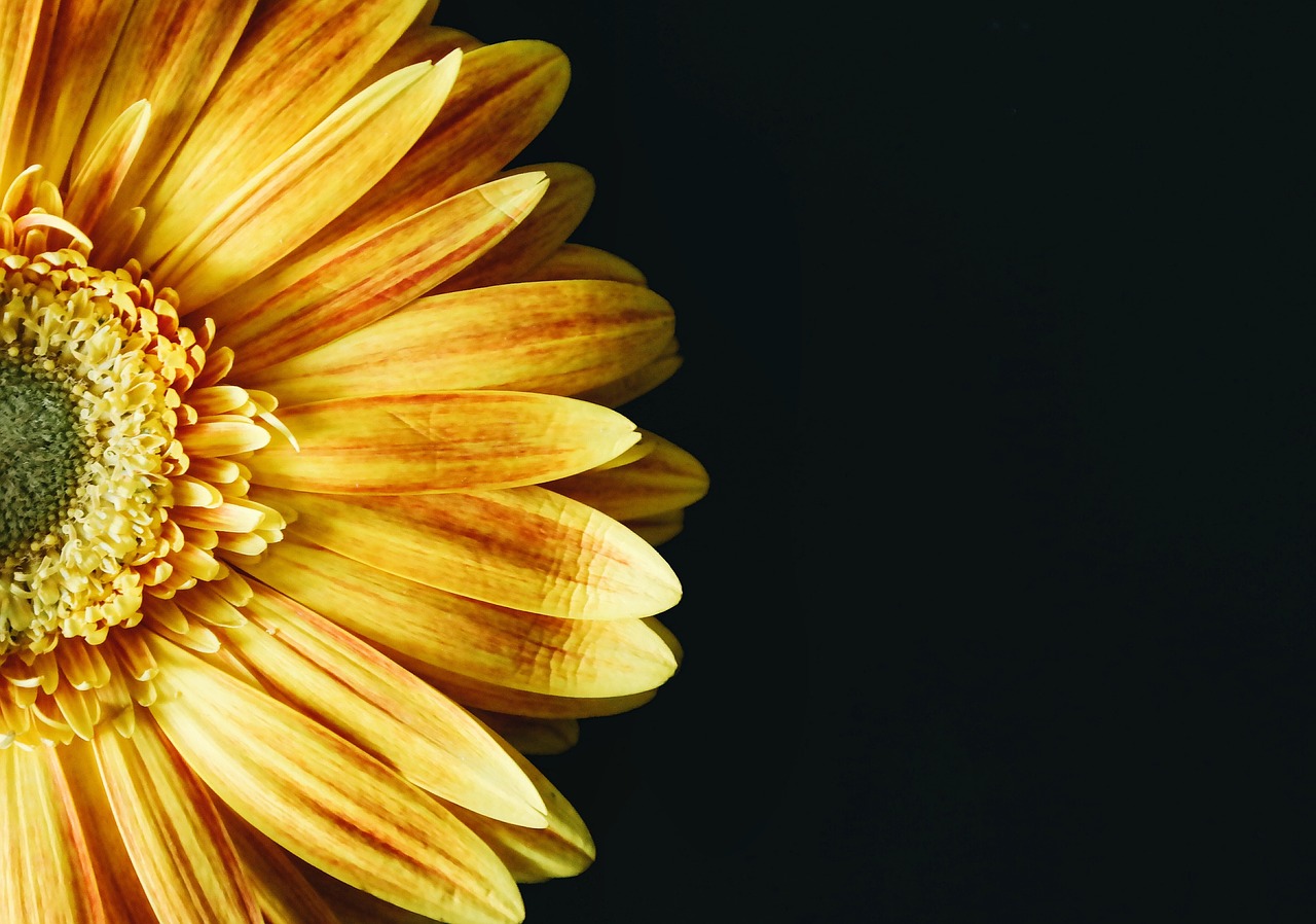 Image - flower yellow petal bloom garden