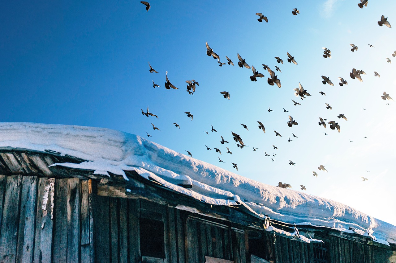 Image - bird beak feather animal fly snow