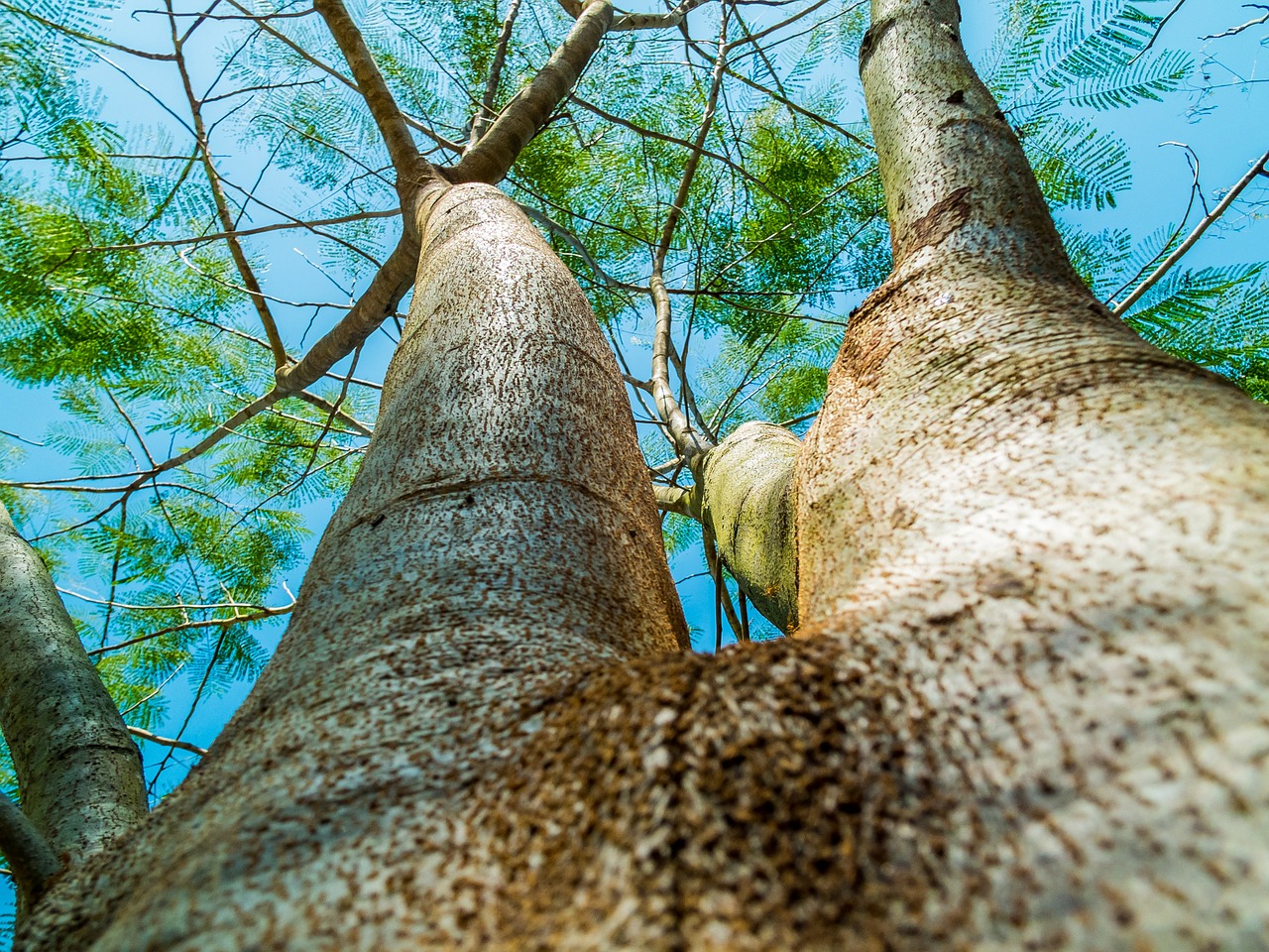 Image - log tree bark aesthetic