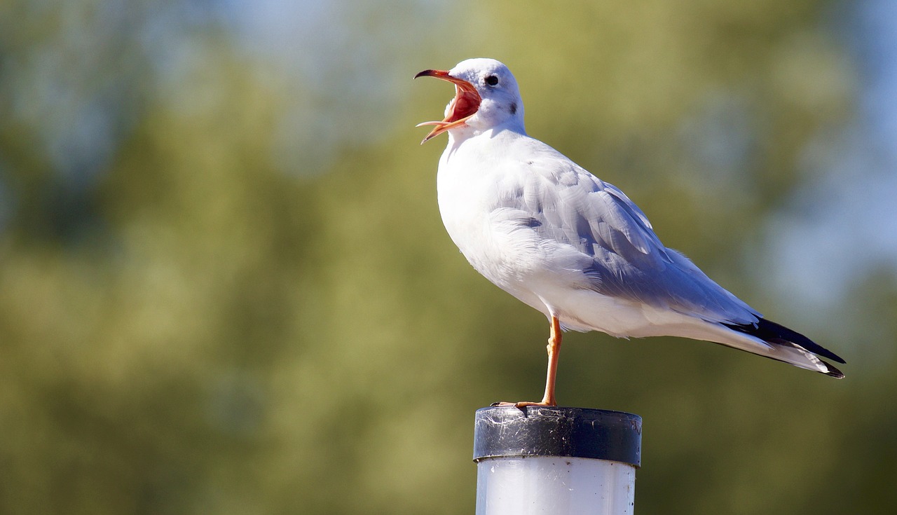 Image - animal bird seagull white eye