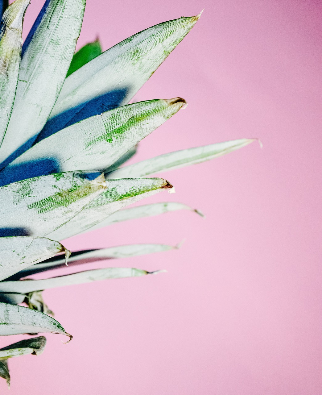 Image - pineapple dessert appetizer fruit