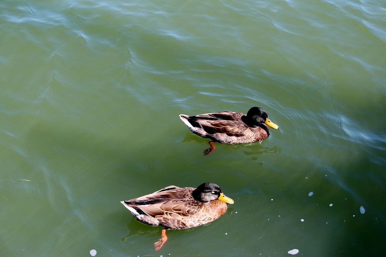 Image - birds ducks water birds hybrid
