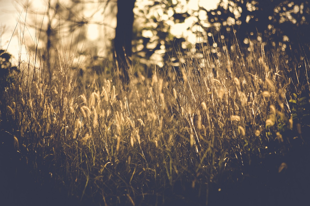 Image - grass blur outdoor nature plant