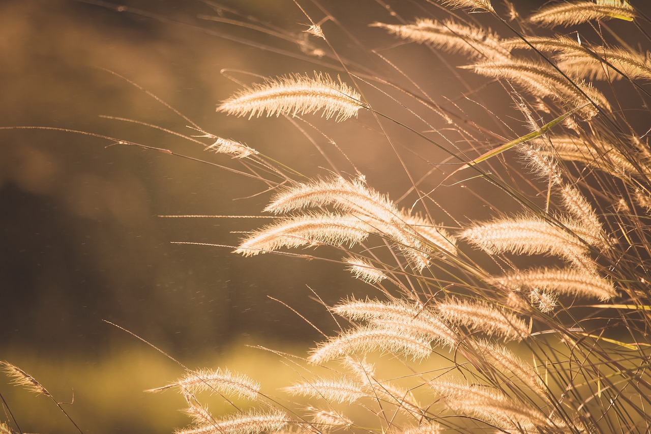 Image - grass blur outdoor nature plant