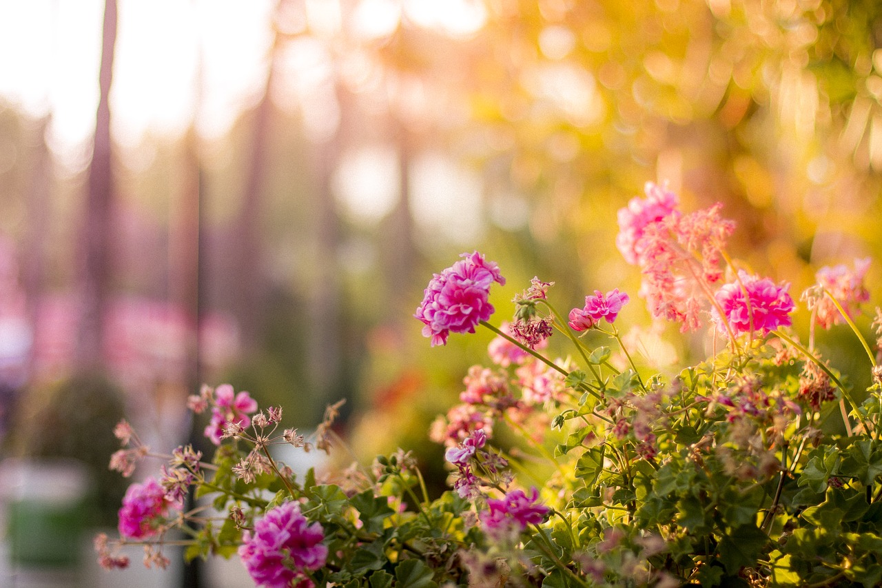 Image - flower bloom petal nature green